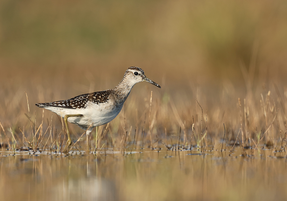 Wood Sandpiper - ML608693159