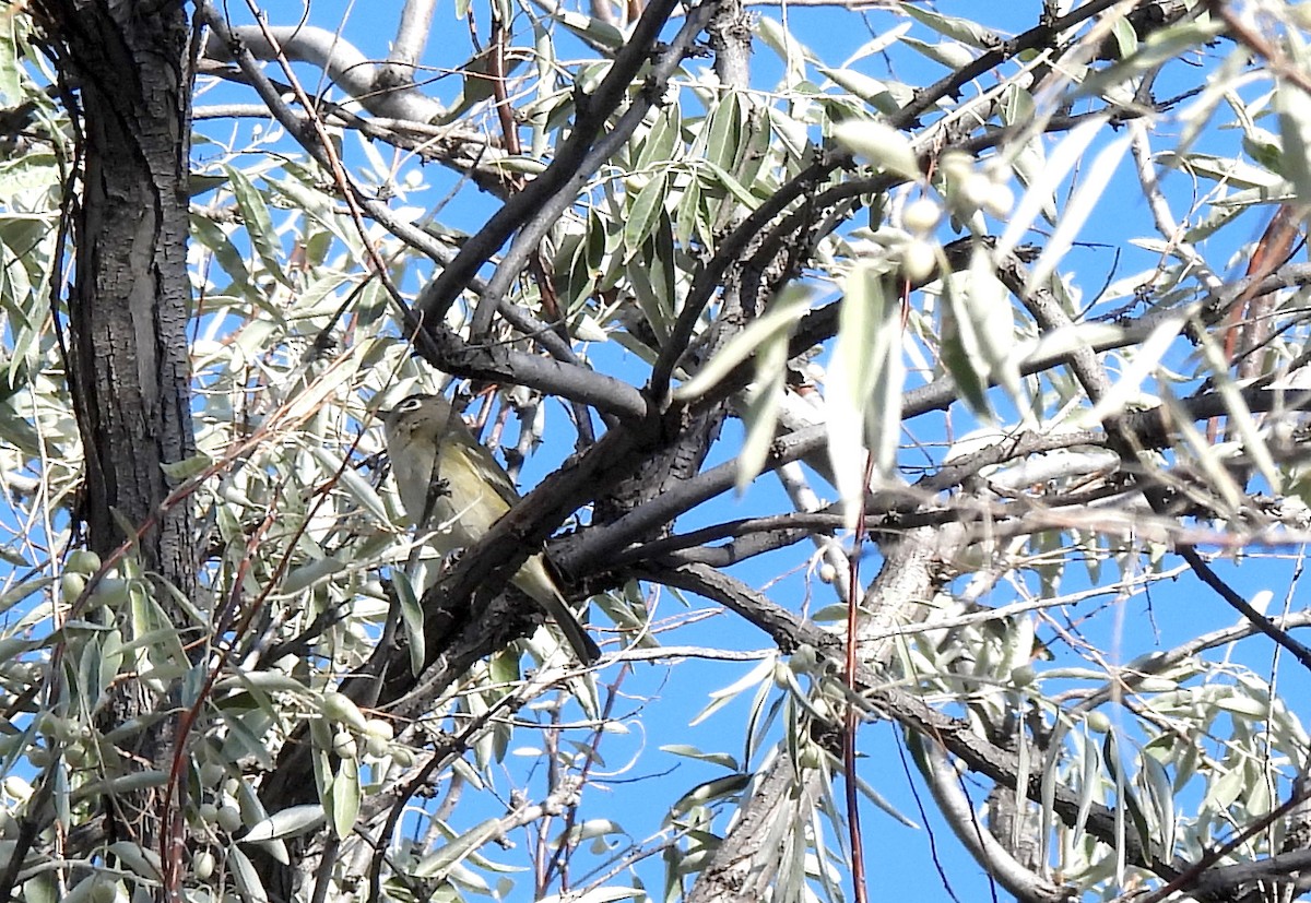 Cassin's Vireo - Christine Sparks