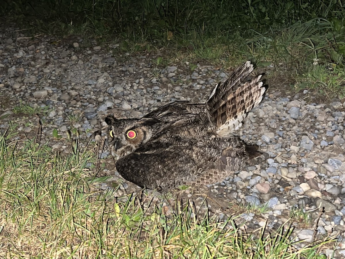 Great Horned Owl - ML608693485