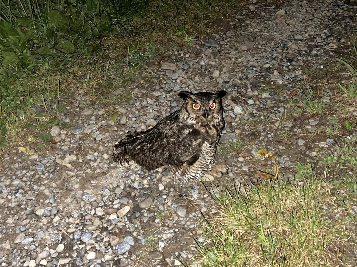 Great Horned Owl - ML608693486