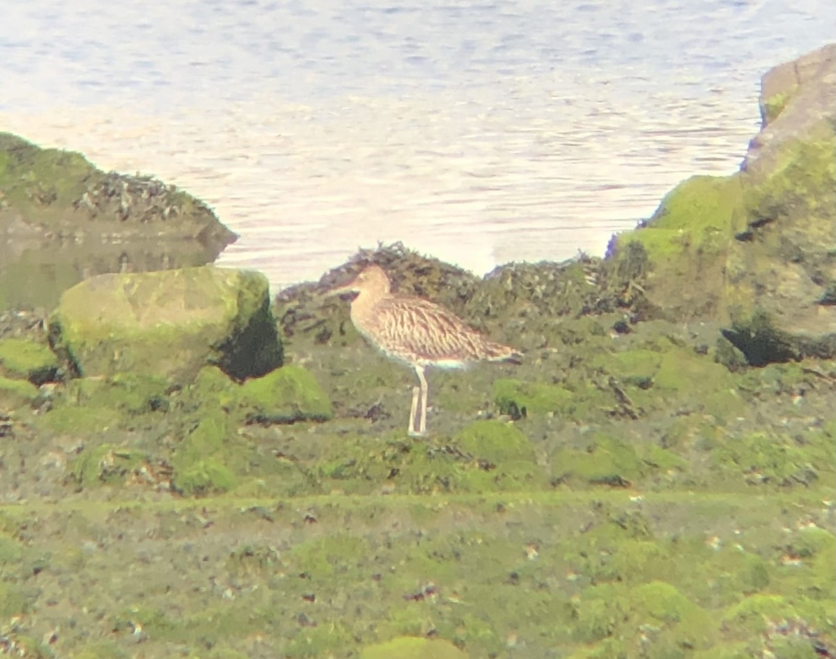 Eurasian Curlew - ML608693487