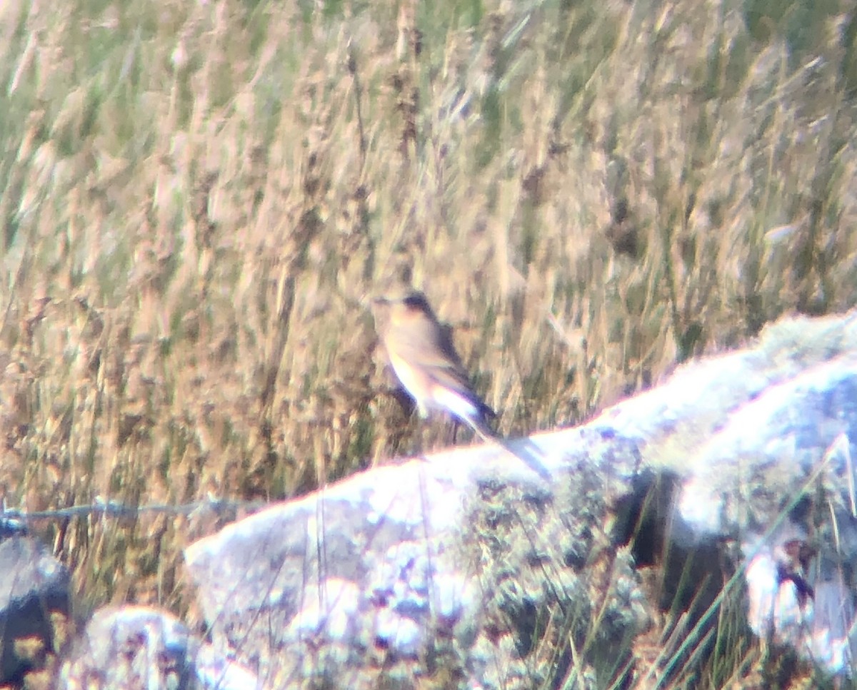 Northern Wheatear - ML608693526