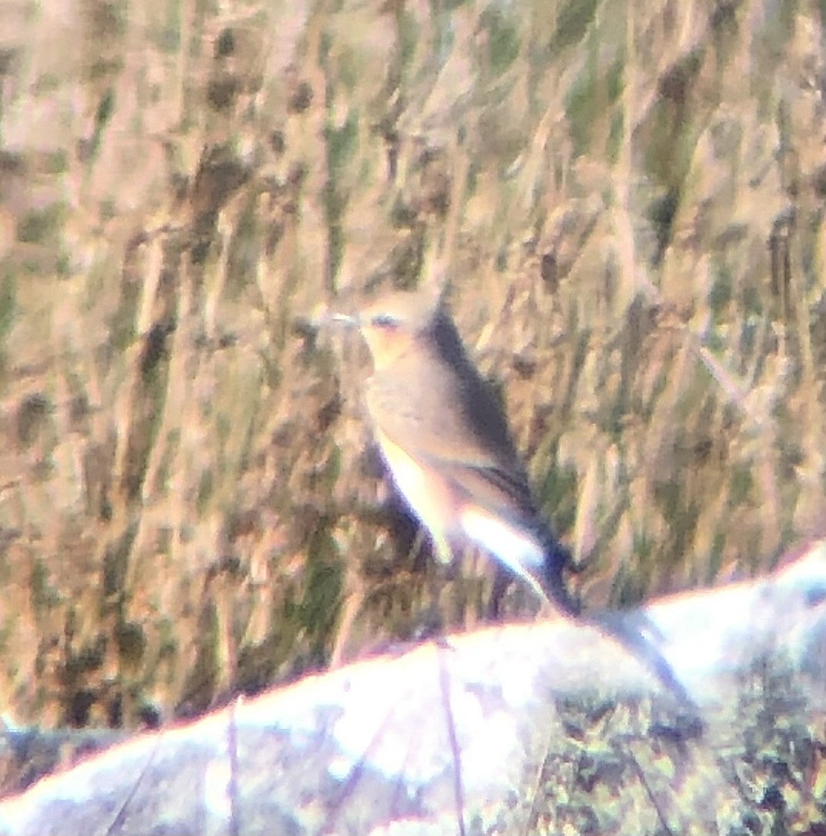 Northern Wheatear - ML608693527