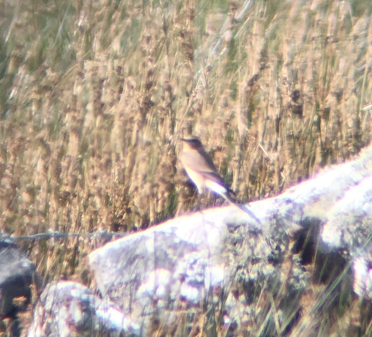 Northern Wheatear - ML608693529