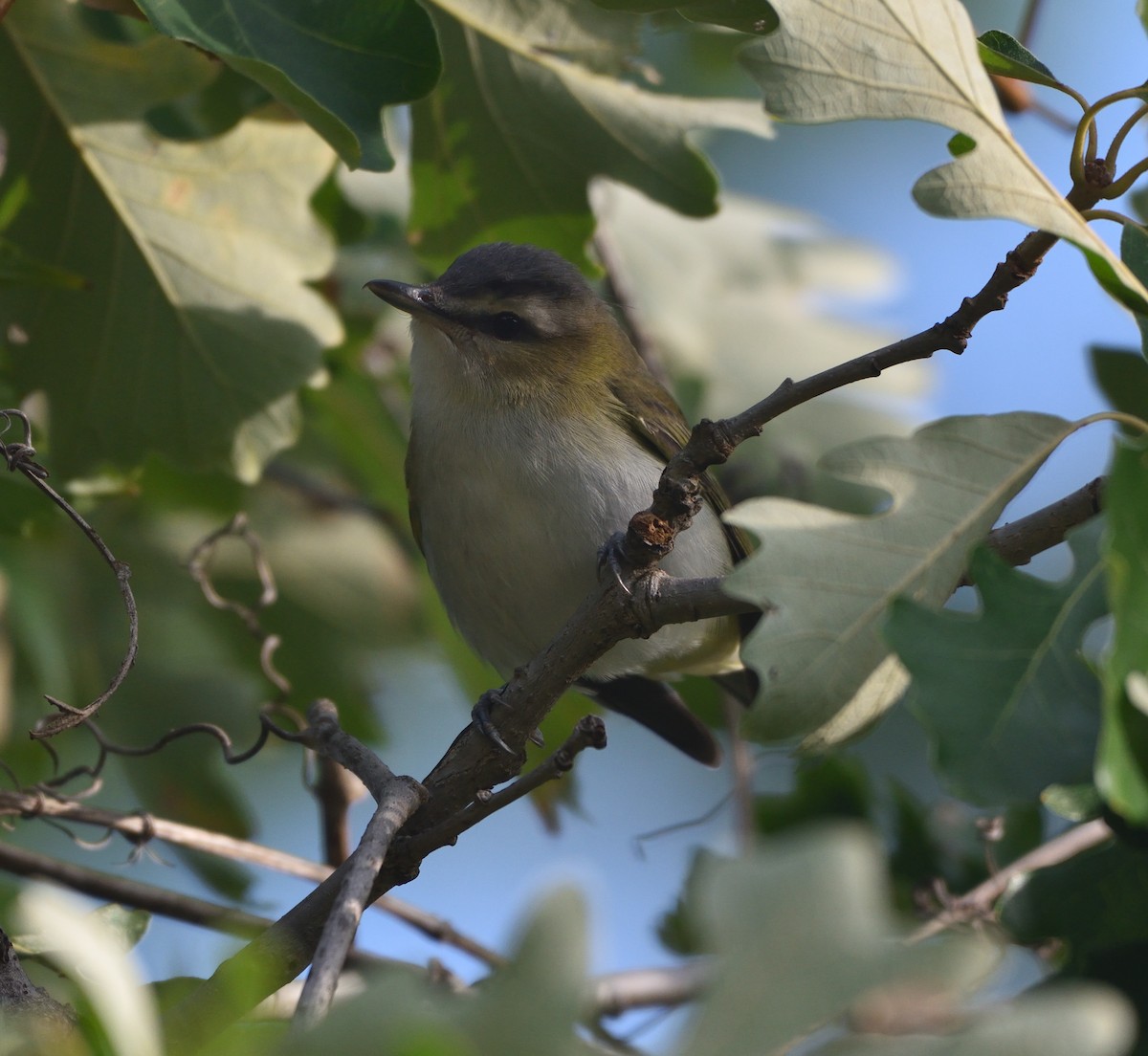 Red-eyed Vireo - ML608693535