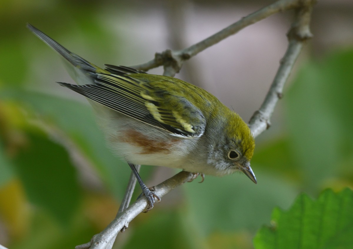 Chestnut-sided Warbler - ML608693545