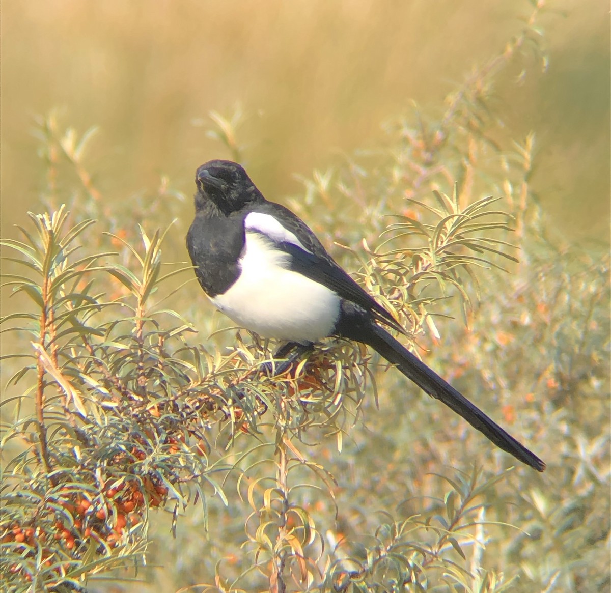 Eurasian Magpie (Eurasian) - ML608693550