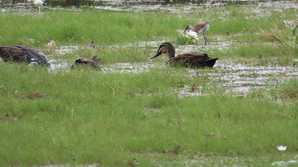 Pacific Black Duck - ML608693559