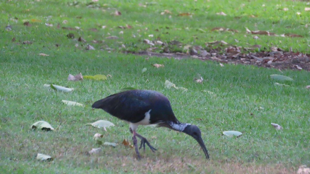 ibis slámokrký - ML608693579