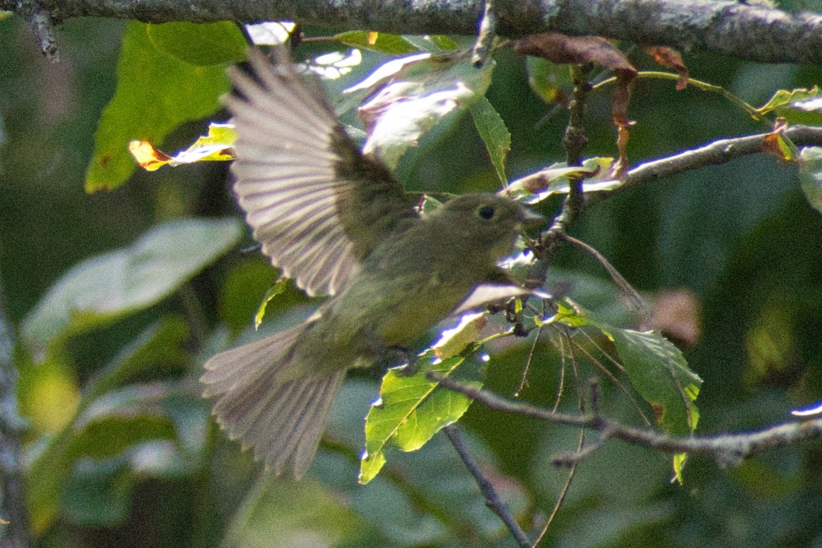 Yellow-bellied Flycatcher - ML608693602