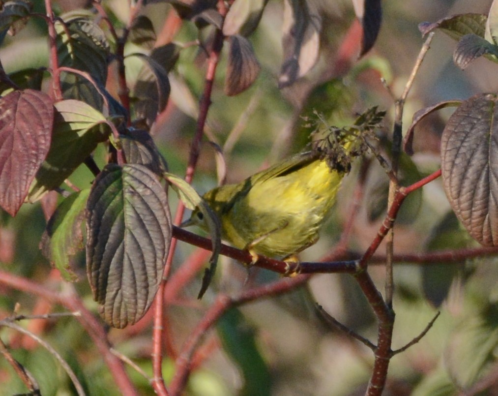 Paruline jaune - ML608693632