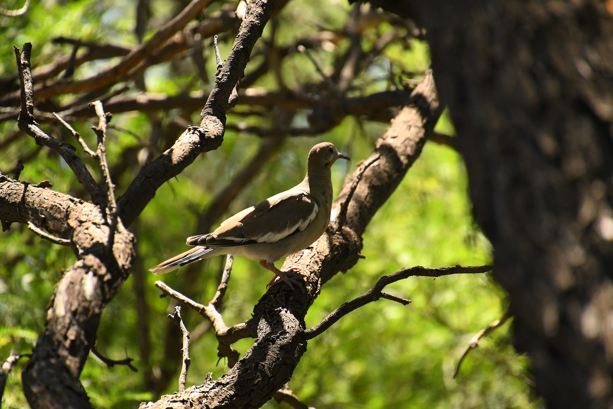 White-winged Dove - Team Sidhu-White