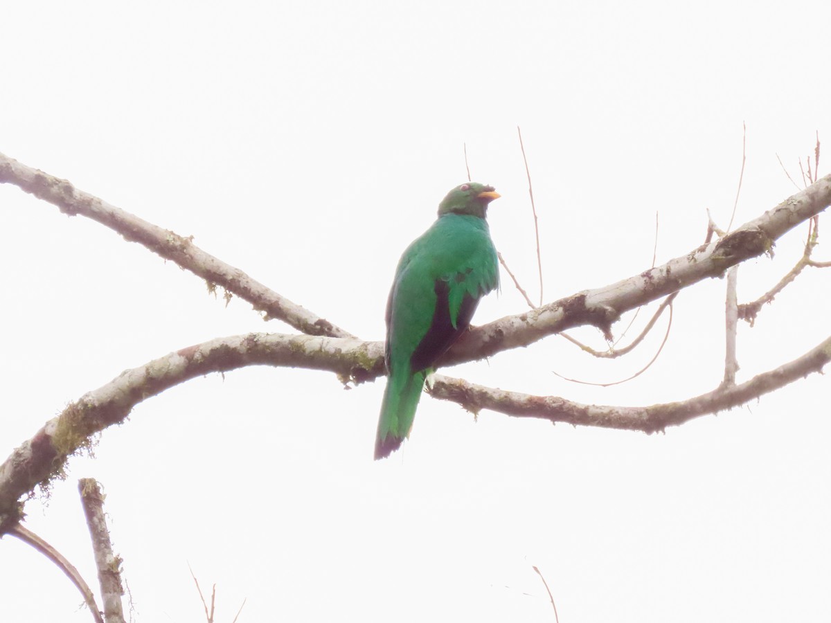 Golden-headed Quetzal - ML608693730