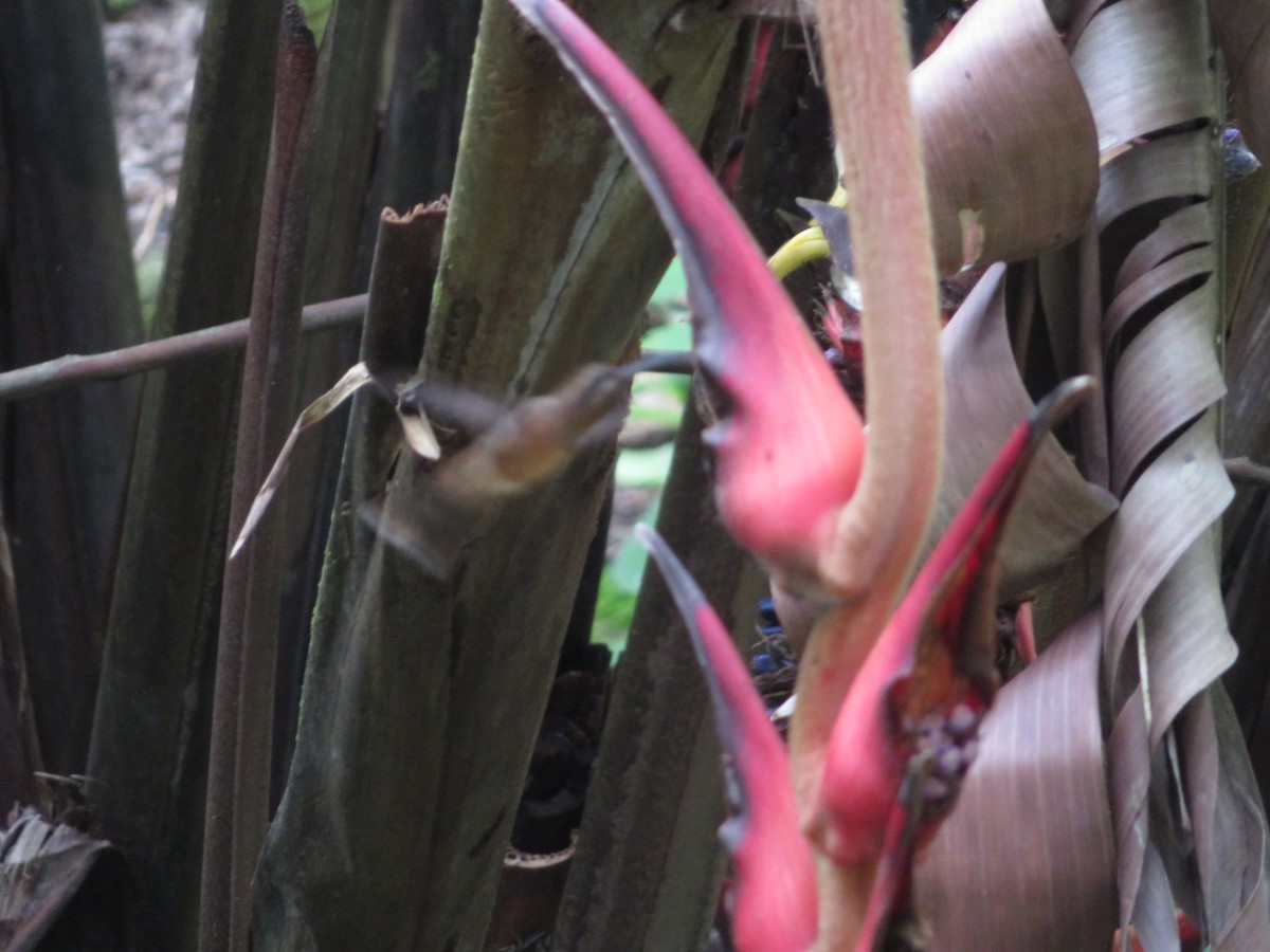 Пестрогорлый колибри-отшельник - ML608693753
