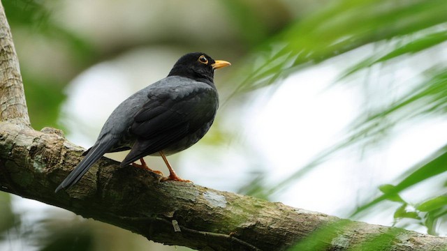 Yellow-legged Thrush - ML608693770