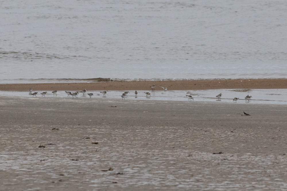 Sanderling - Denis Corbeil