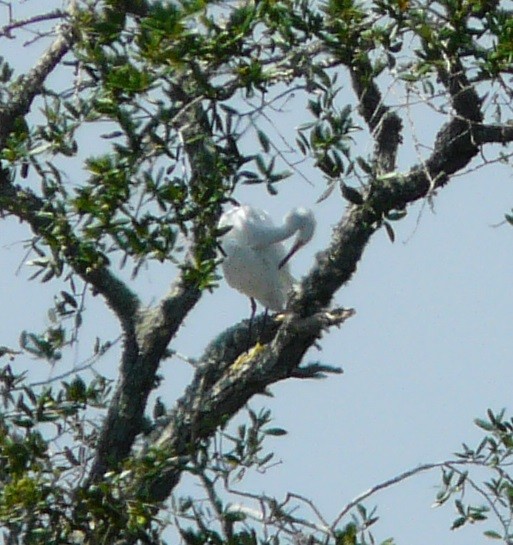 Snowy Egret - ML608693848