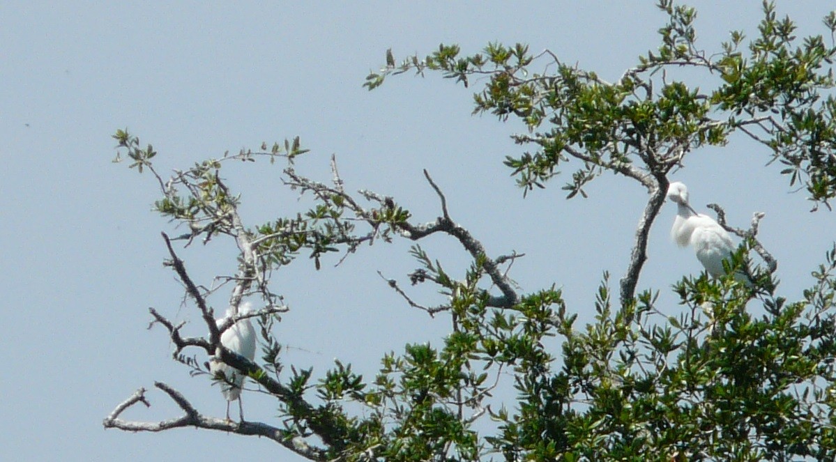 Snowy Egret - ML608693852