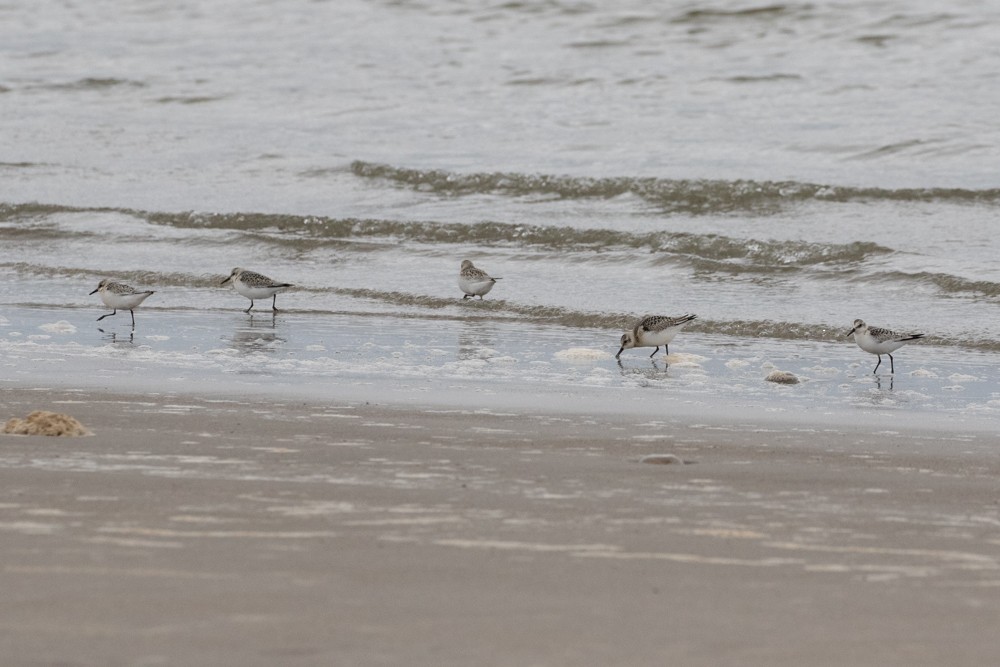 Sanderling - Denis Corbeil