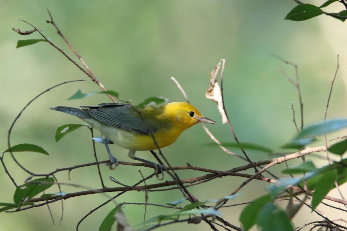 Prothonotary Warbler - ML608693882