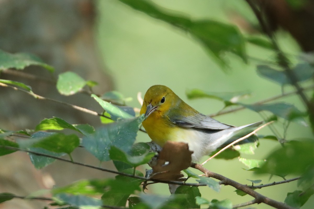 Prothonotary Warbler - ML608693883