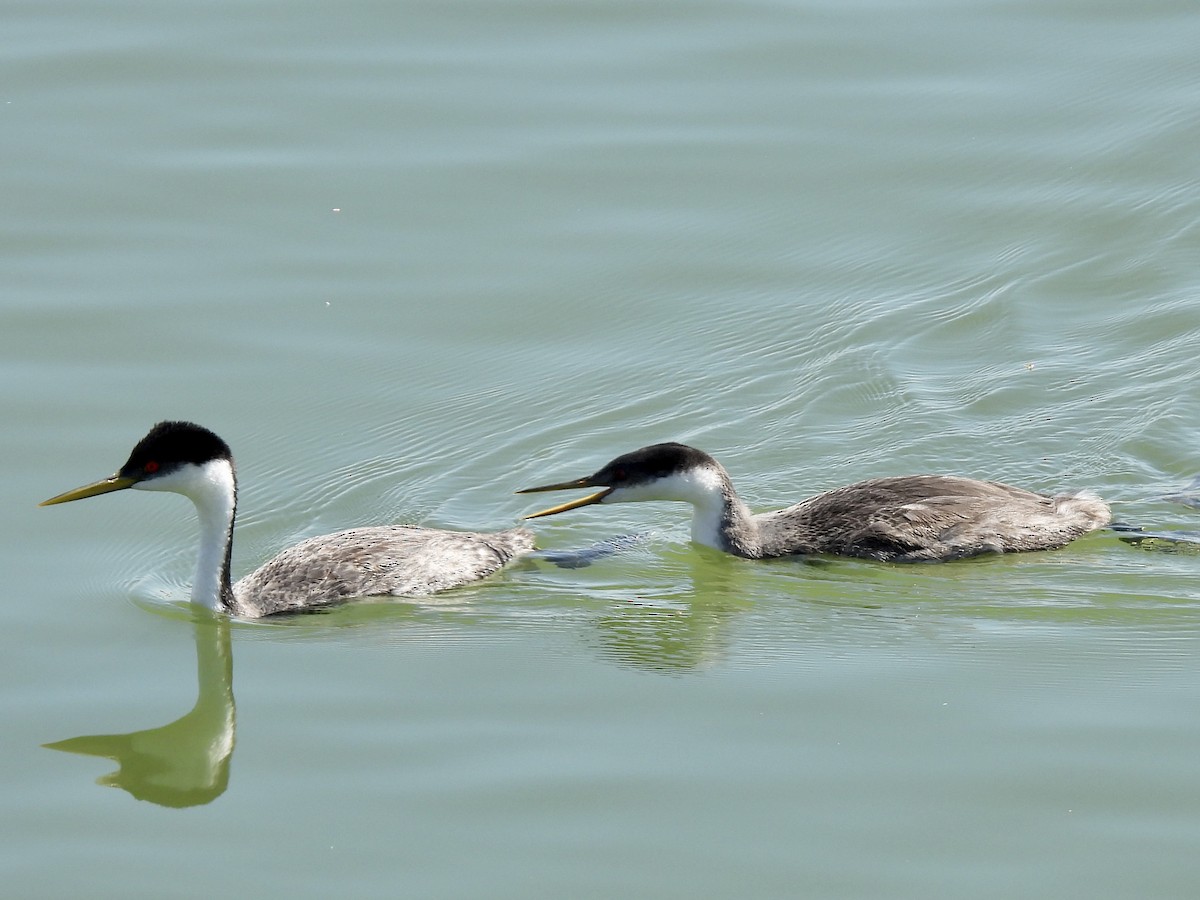 Western Grebe - ML608693895