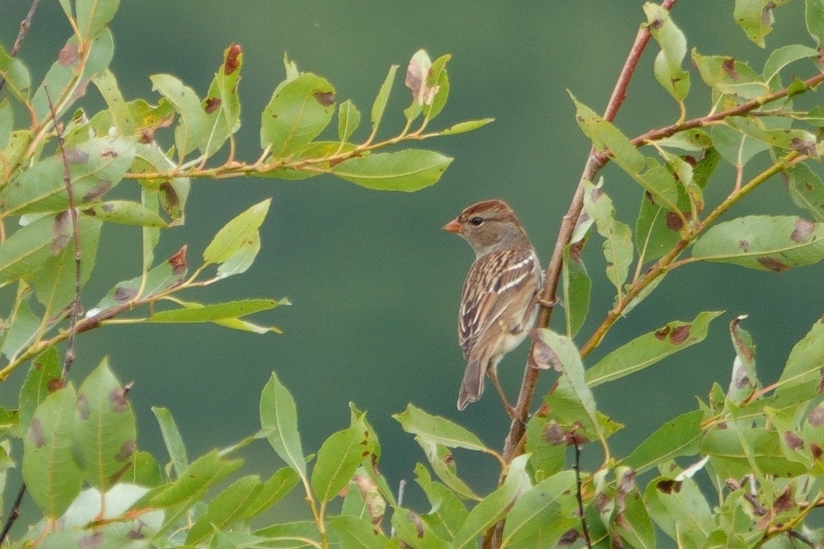 White-crowned Sparrow - ML608693978