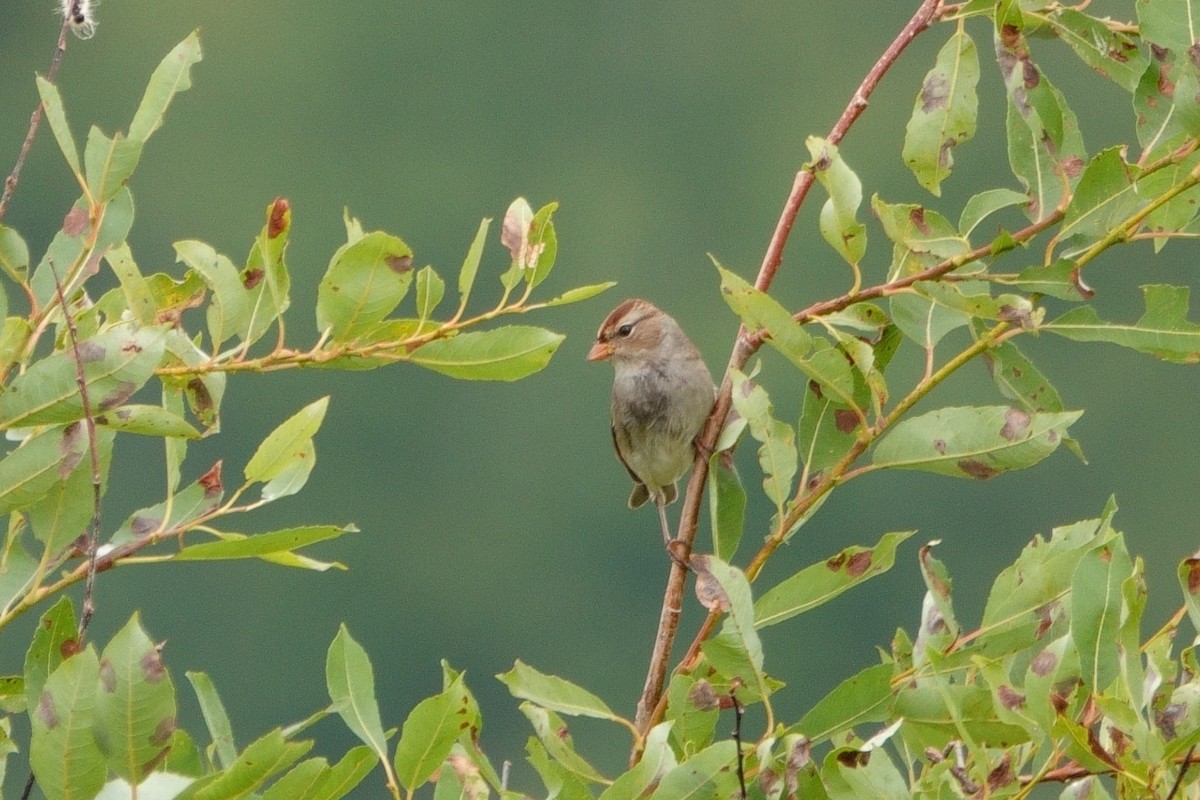 White-crowned Sparrow - ML608693979