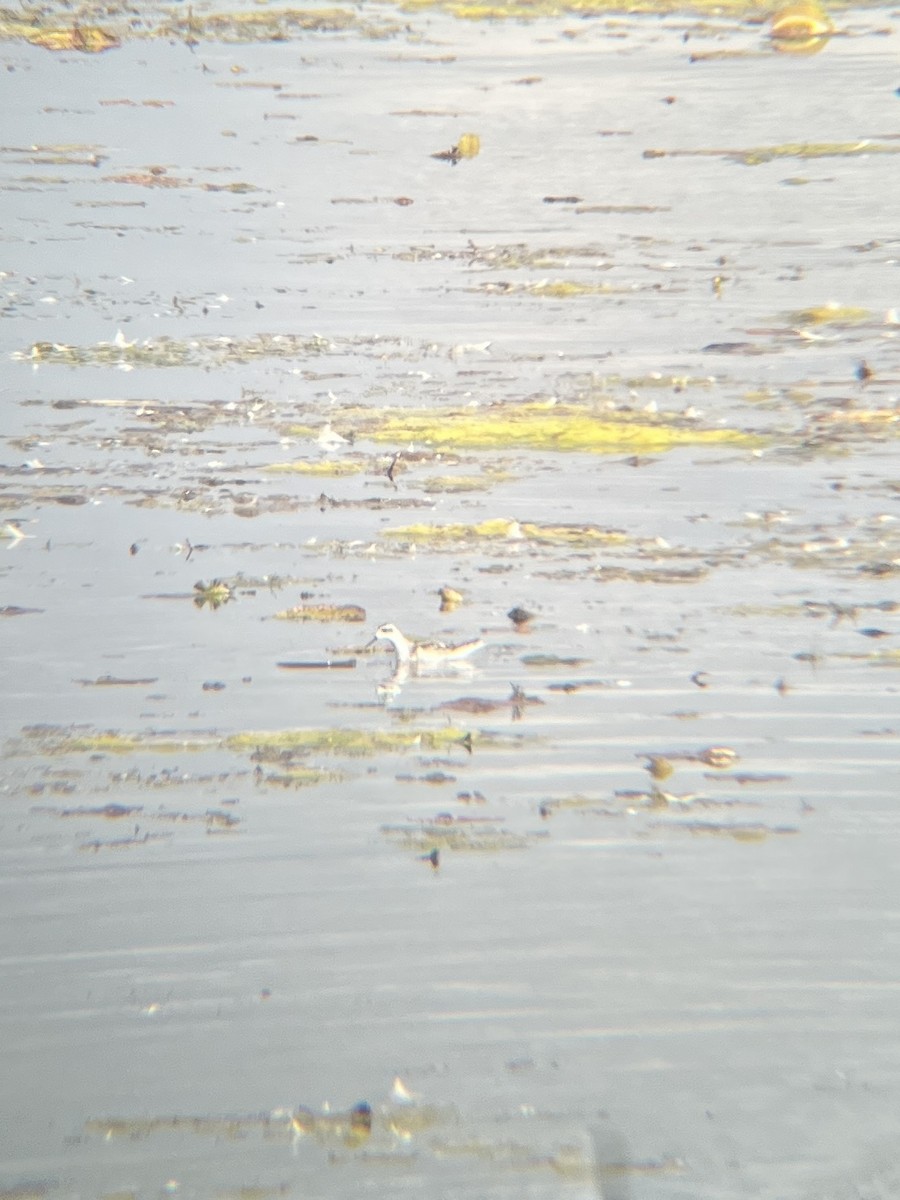 Red-necked Phalarope - Tamara Poropat