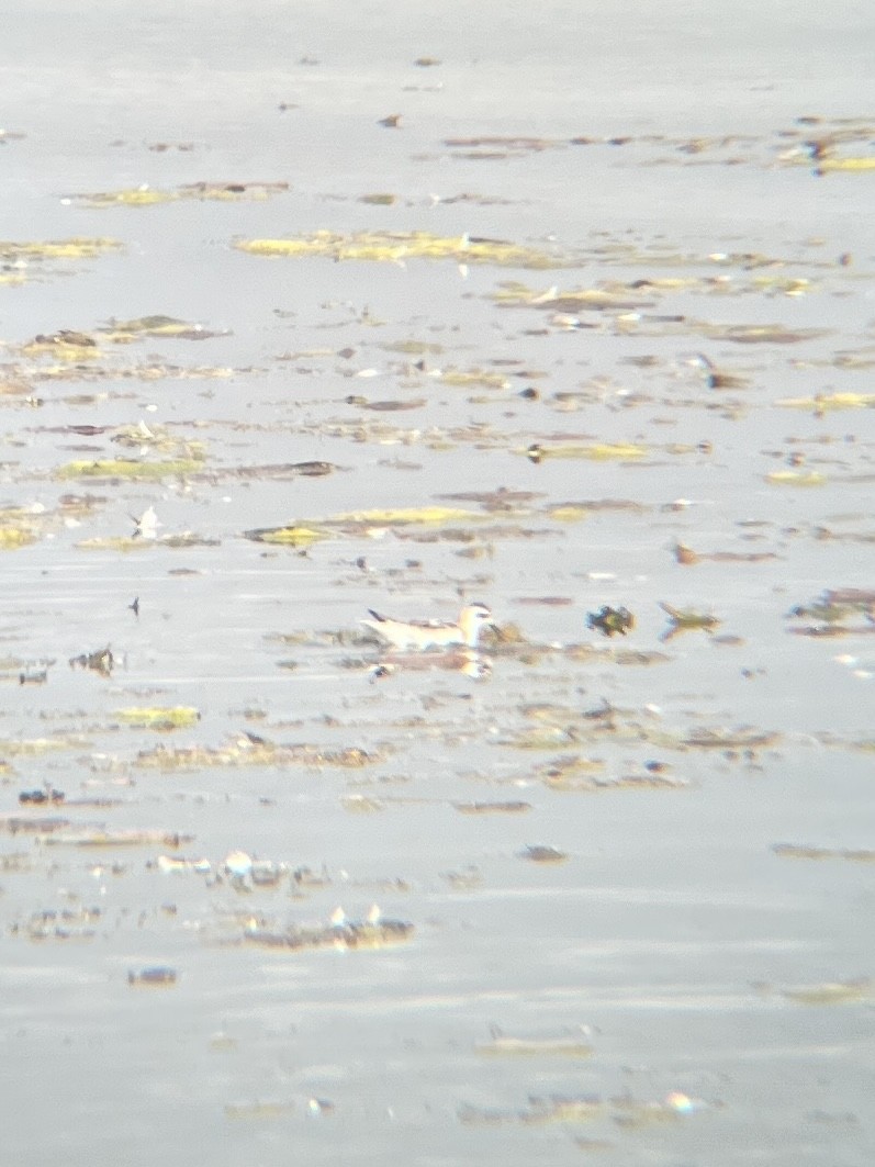 Red-necked Phalarope - ML608694107