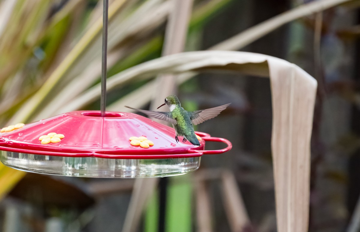 Ruby-throated Hummingbird - ML608694167