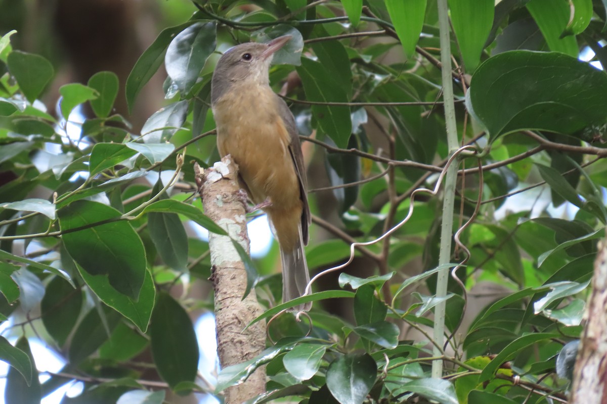 Rufous Shrikethrush - ML608694207