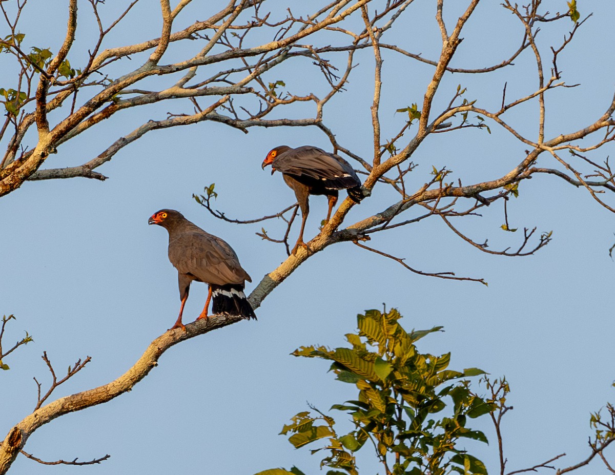 Slate-colored Hawk - ML608694228