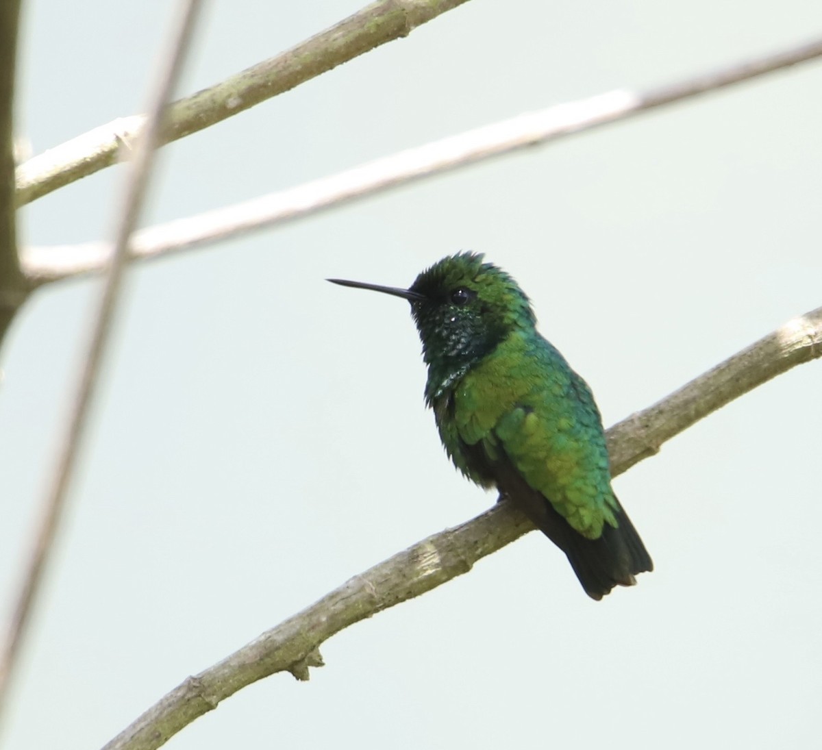 Green-tailed Emerald - ML608694388