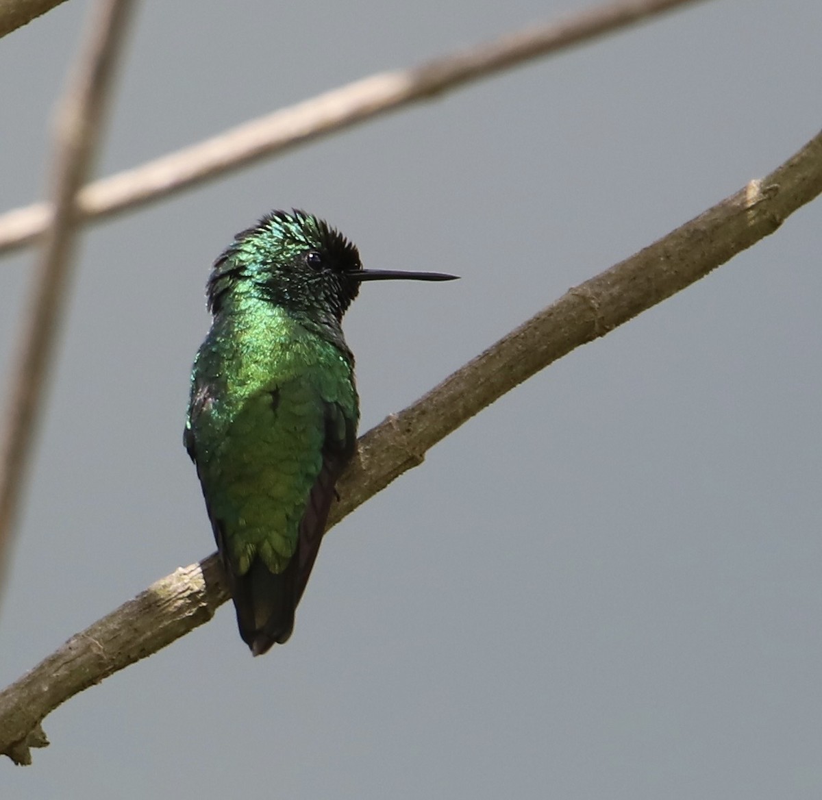 Green-tailed Emerald - ML608694389