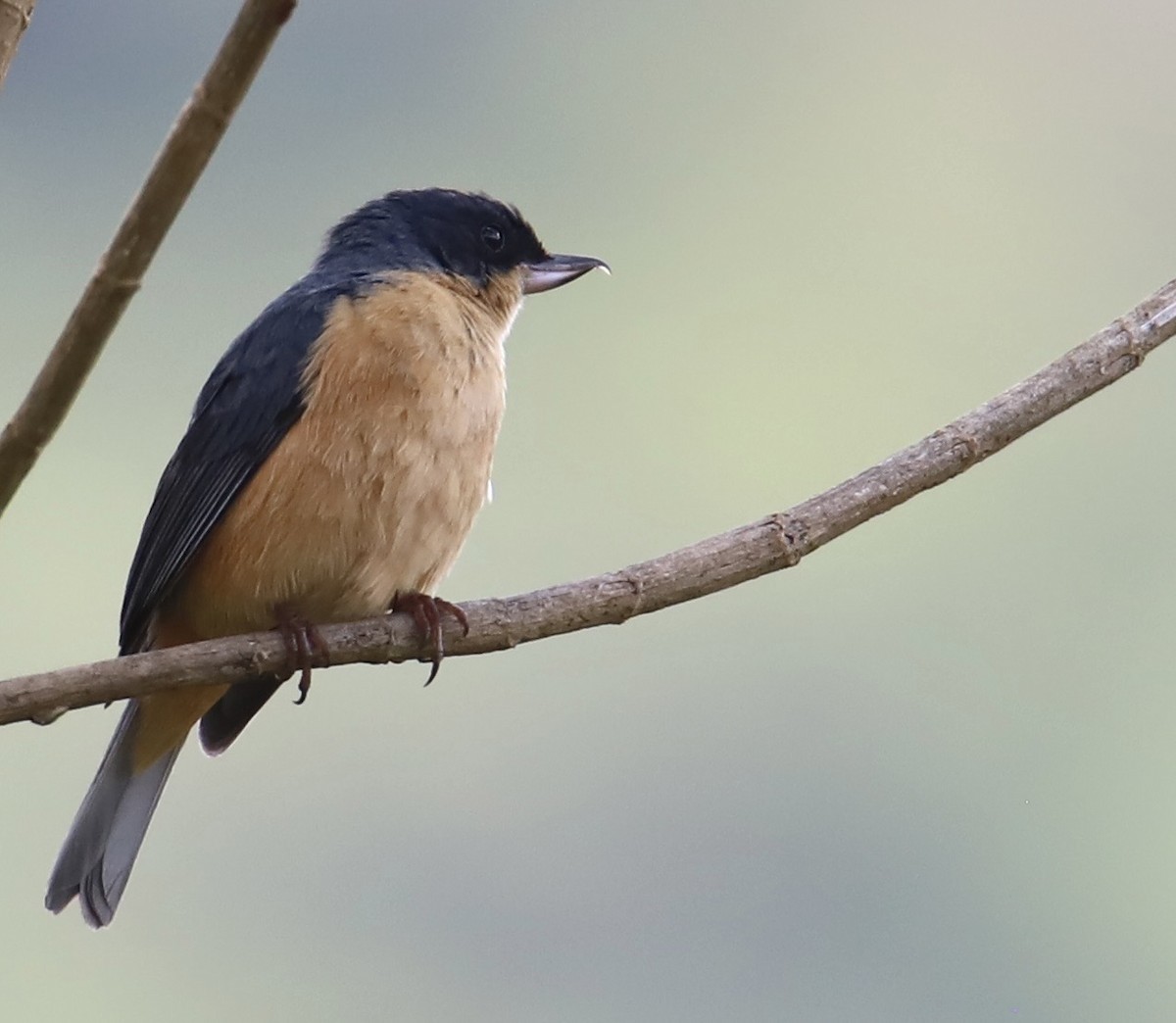 Rusty Flowerpiercer - Aitor Gonzalo