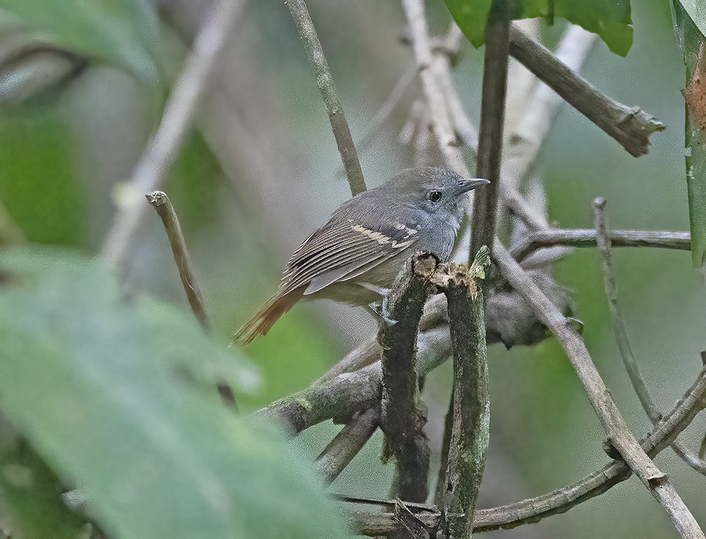 White-eyed Stipplethroat - Nereston Camargo