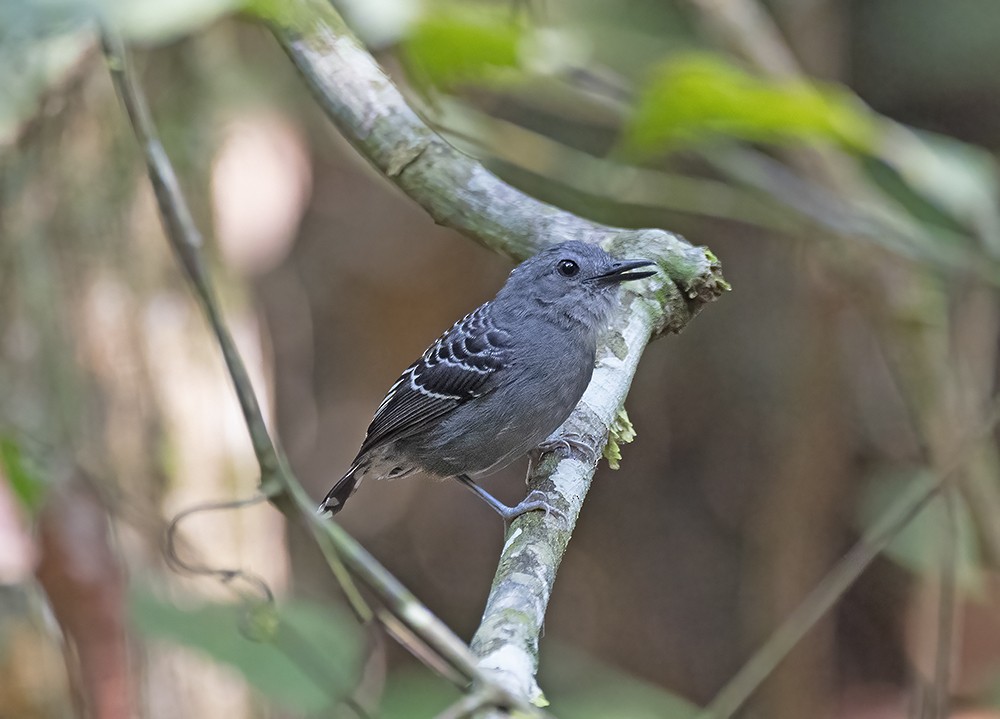 Xingu Scale-backed Antbird - Nereston Camargo