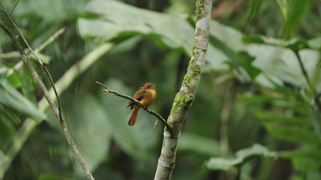Porte-éventail de Swainson - ML608694552