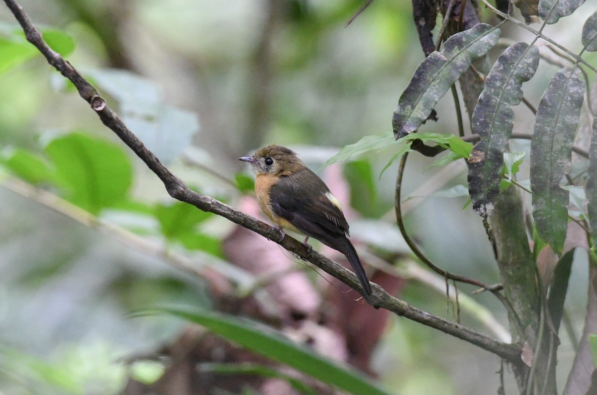 Sulphur-rumped Flycatcher - Simon Kiacz