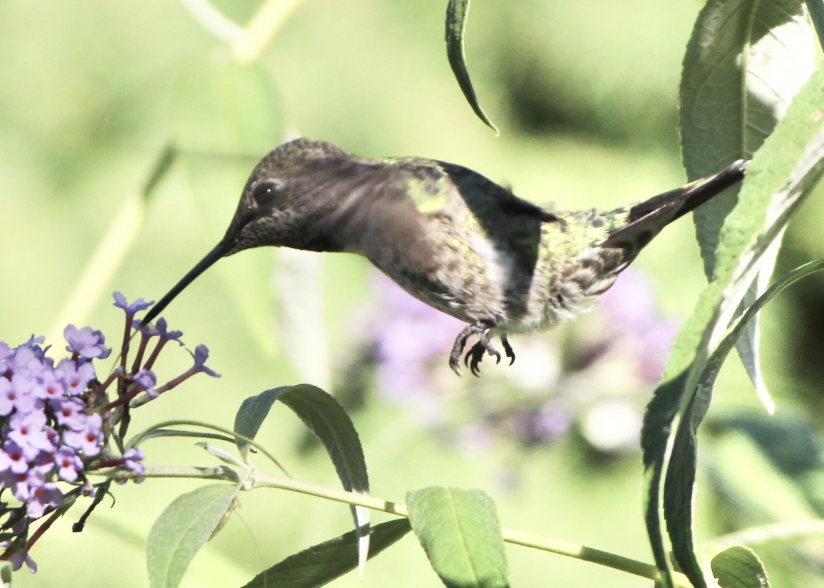 Colibrí de Anna - ML608694574