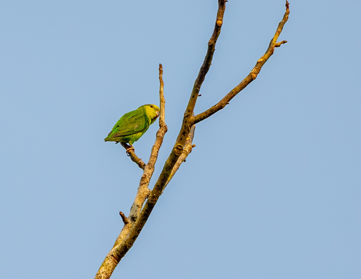 Dusky-billed Parrotlet - ML608694577