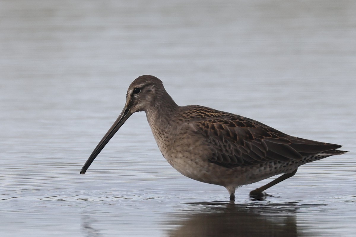 Long-billed Dowitcher - ML608694627