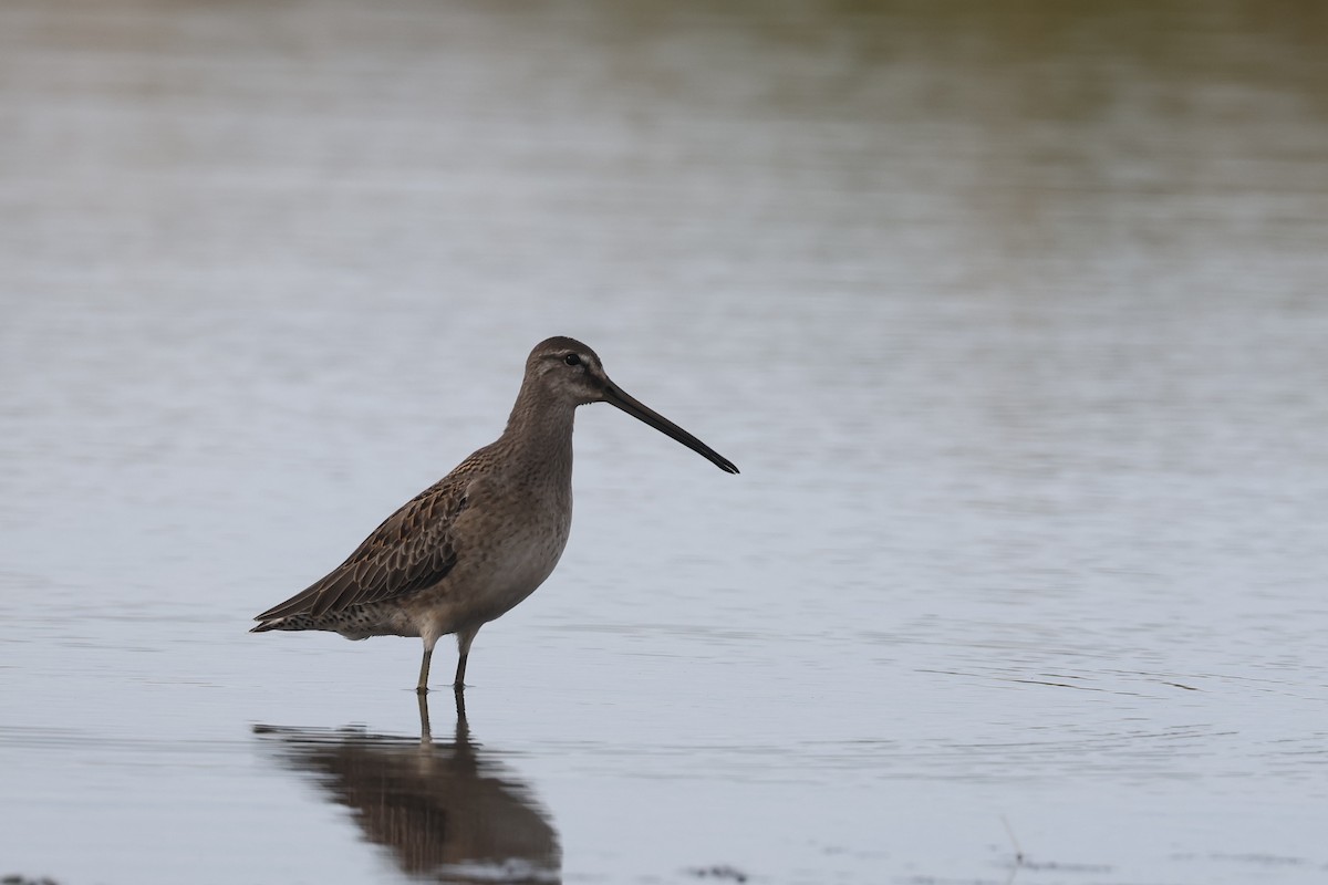 Long-billed Dowitcher - ML608694628