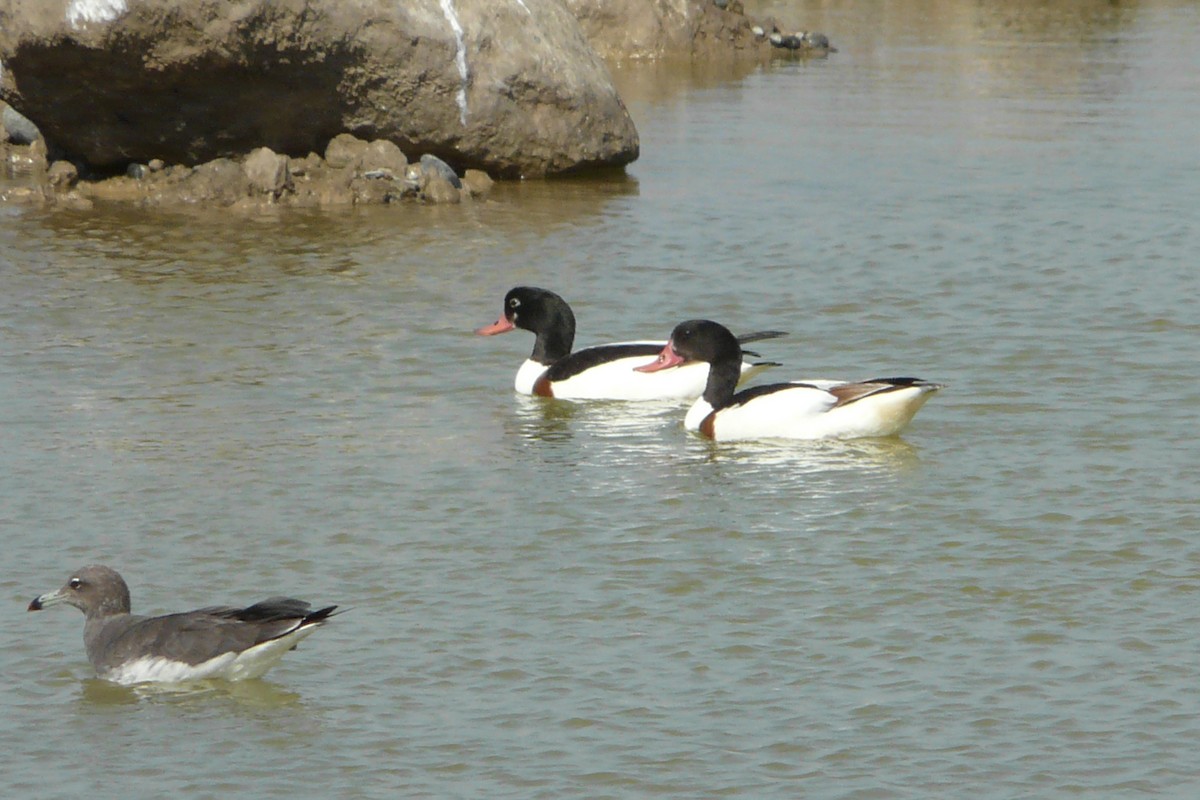 Common Shelduck - ML608694686
