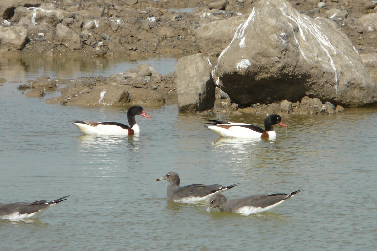 Common Shelduck - ML608694687