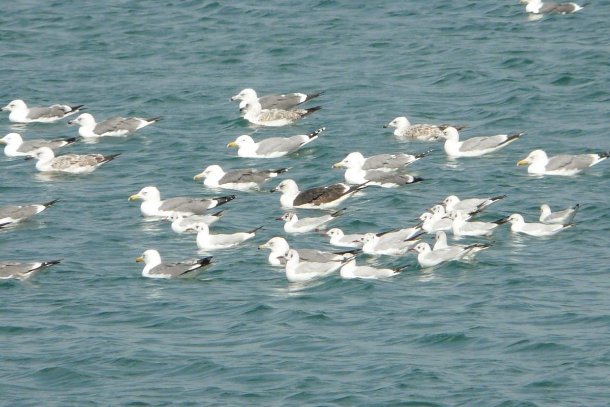 Lesser Black-backed Gull (Heuglin's) - ML608694706