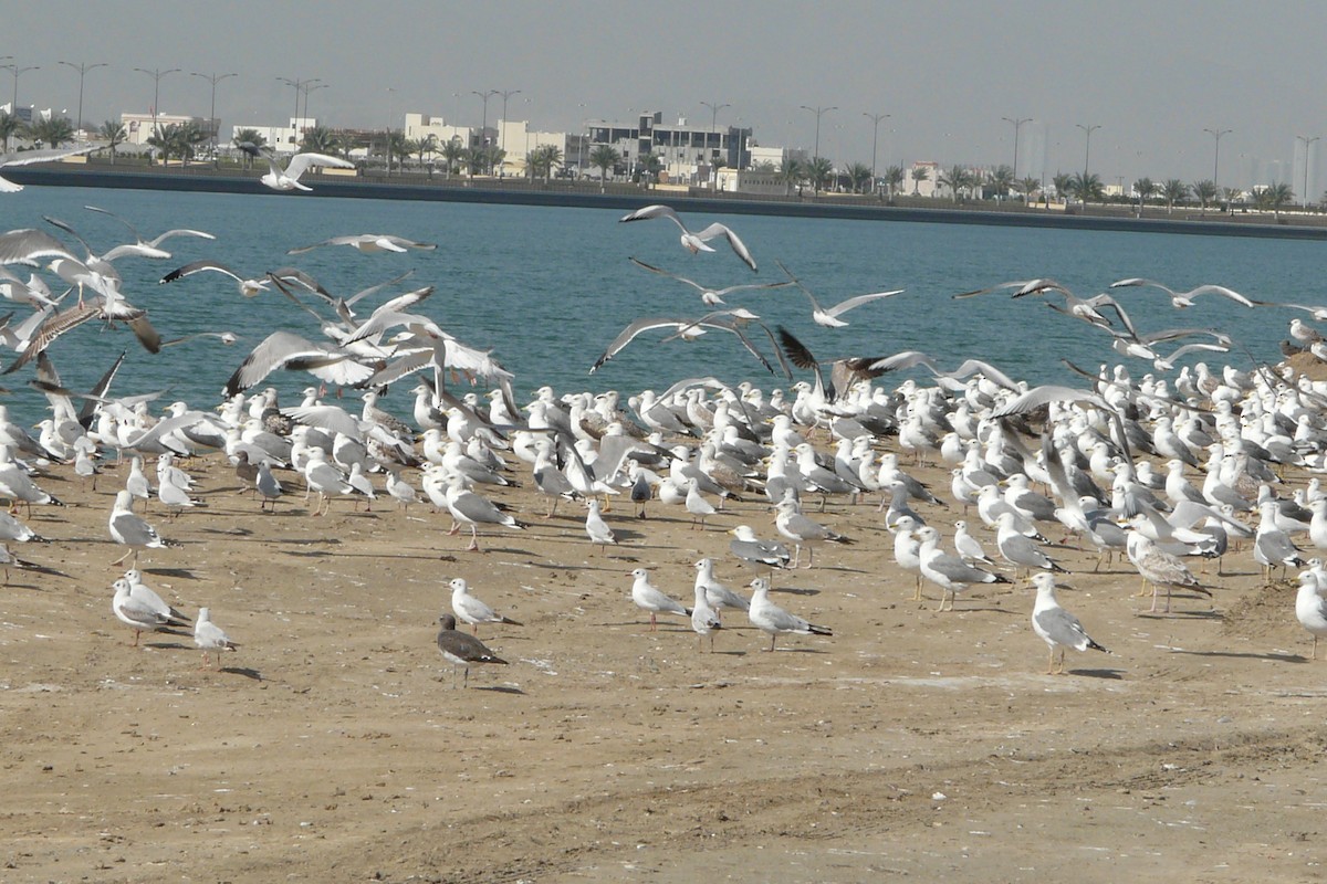 Larus sp. - ML608694738