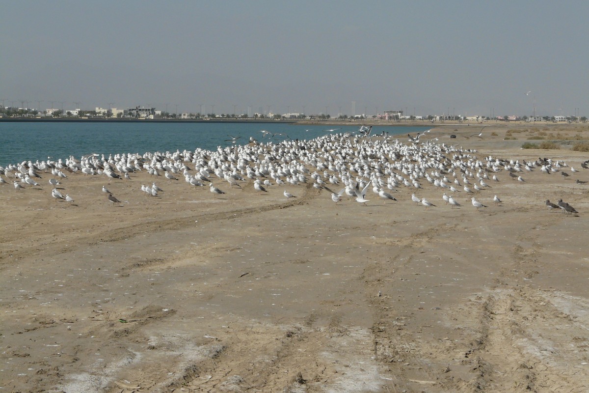 Larus sp. - ML608694761