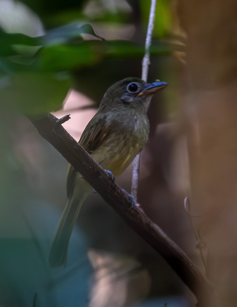 Western/Eastern Olivaceous Flatbill - ML608694939